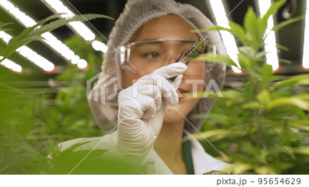 Scientist test cannabis product in curative indoor cannabis farm 95654629