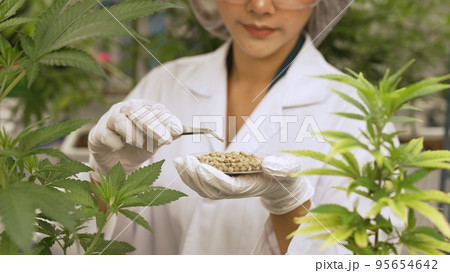 Scientist test cannabis product in curative indoor cannabis farm 95654642