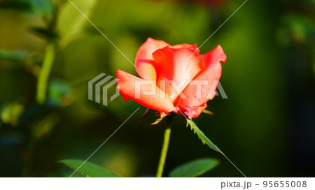 ニュー・アベマリア：旧古河庭園秋バラが見ごろで、鮮やかなサーモンオレンジ 95655008