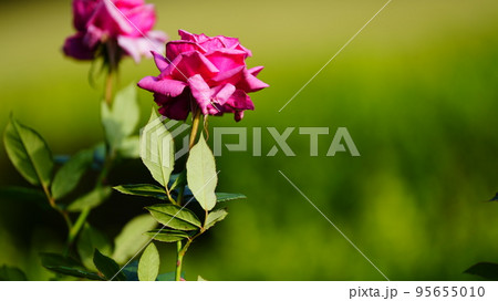 紫雲：旧古河庭園秋バラが見ごろで、深みのあるワインカラーが高貴 95655010