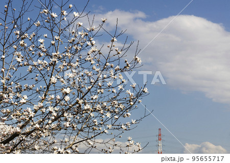 辛夷咲く早春の花と送電用鉄塔の風景 95655717