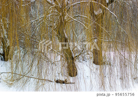 Winter landscape view of clearing and forest Winter landscape view of clearing and forest 95655756