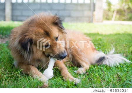 dog eat bone on meadow. bone made from dried cow leather dog eat bone on meadow. bone made from dried cow leather 95656014