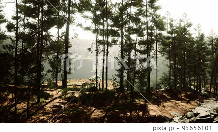 Beautiful remote evergreen forest in mountain Beautiful remote evergreen forest in mountain 95656101