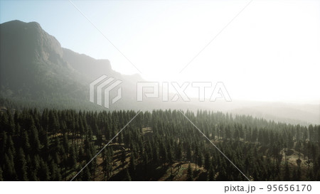 Beautiful sunset view in cedar forest in front of sayan mountain range 95656170