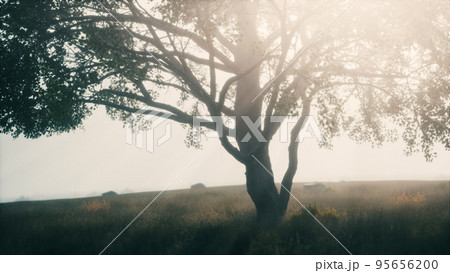 Kenya park savannah stunning landscape with a single tree Kenya park savannah stunning landscape with a single tree 95656200