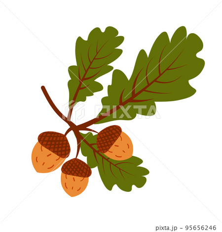 Oak branch with acorns, autumn illustration. Vintage fall seasonal decor. Oak branch with acorns, autumn illustration. Vintage fall seasonal decor. 95656246