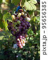 Blue unripe grapes growing on branches of vineyard in field 95656385