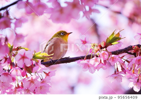 満開の美しい桜に囲まれた可愛いメジロ 満開の美しい桜に囲まれた可愛いメジロ 95656409