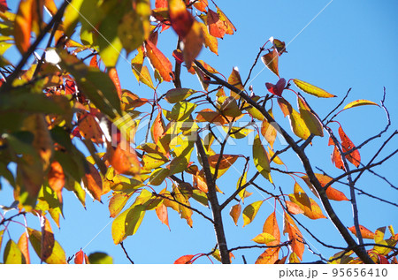 葉が色付いた桜の木と快晴の青空の構図 葉が色付いた桜の木と快晴の青空の構図 95656410