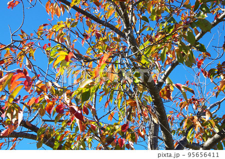 葉が色付いた桜の木と快晴の青空の構図 葉が色付いた桜の木と快晴の青空の構図 95656411