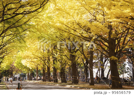 北海道大学のイチョウ並木 95656579