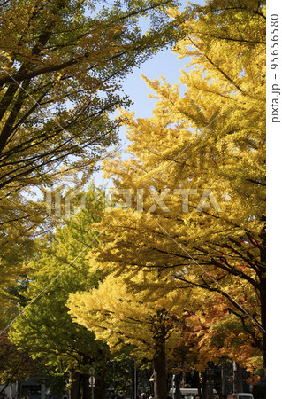 北海道大学のイチョウ並木 95656580