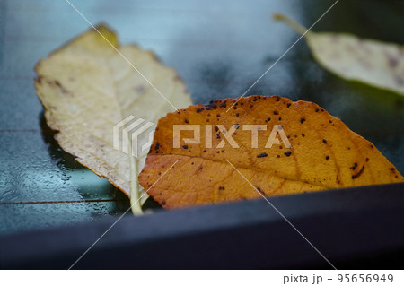 Yellow leaf with black dots and other leaves turned upside down lying on wet windshield of black car with visible windshield wipers during an autumn season Yellow leaf with black dots and other leaves turned upside down lying on wet windshield of black car with visible windshield wipers during an autumn season 95656949