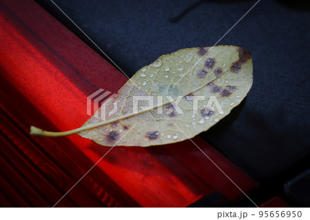 Back side of pear leaf with black dots and rain drops on wet back side of black car with red back lights cover during an autumn season Back side of pear leaf with black dots and rain drops on wet back side of black car with red back lights cover during an autumn season 95656950