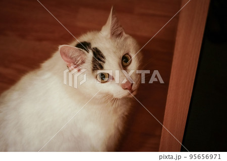 White cat sitting and looking up into the camera from light brown wooden floor in a room indoors 95656971