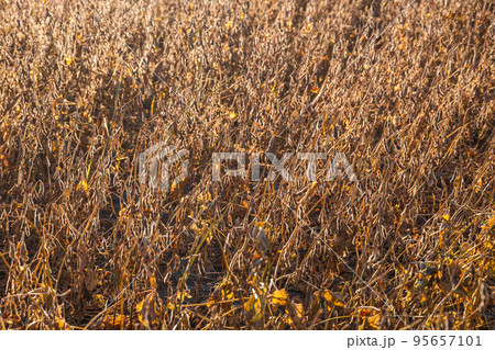 収穫時期の大豆畑 95657101
