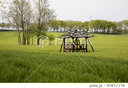 自然 風景 麦畑 95657176