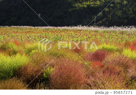 自然 風景 植物 95657271