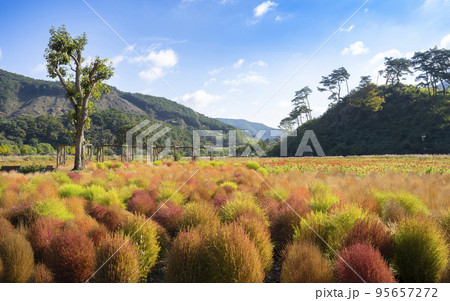 自然 風景 植物 95657272