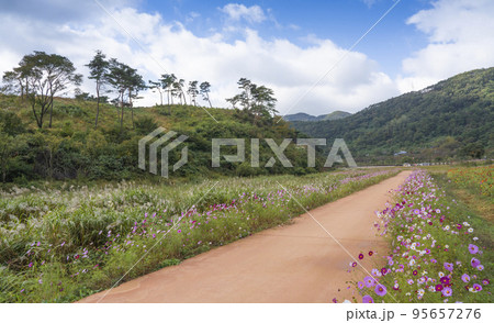 自然 風景 花 95657276