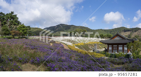 自然 風景 紫 95657281