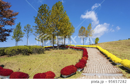 自然 風景 菊 95657282