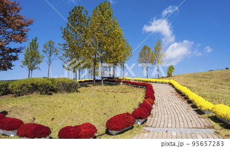 自然 風景 菊 95657283