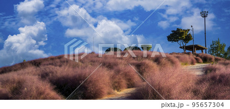 自然 風景 ピンクミュルリ 95657304