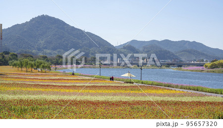 自然 風景 花畑 95657320