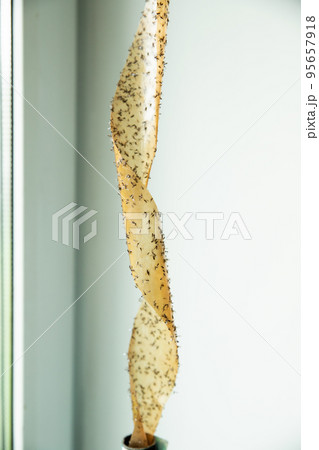 Dead Drosophila midges a lot on sticky tape on window. Flycatcher, sticky tape for insect. Dead Drosophila midges a lot on sticky tape on window. Flycatcher, sticky tape for insect. 95657918