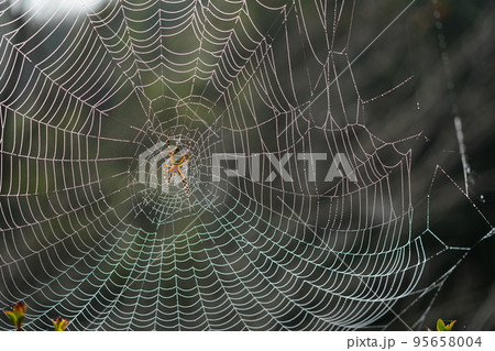 夜露に濡れて虹色に輝く蜘蛛の巣 95658004