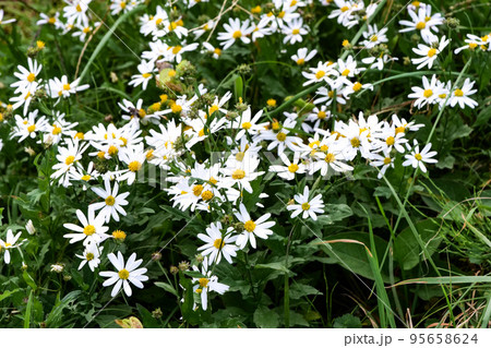 写真　植物　田んぼのあぜ道に楚々として咲く野菊の花　 95658624