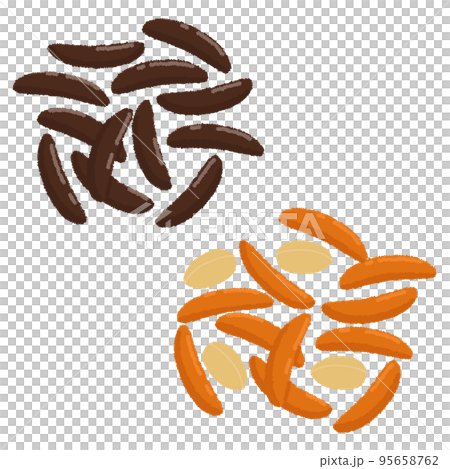 Illustration of persimmon seeds 95658762