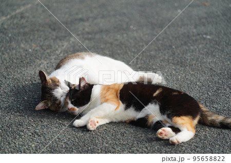 お父さんが大好きな三毛猫の娘 お父さんが大好きな三毛猫の娘 95658822