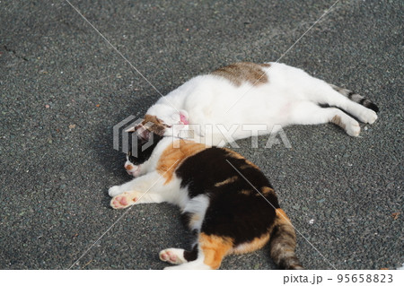 お父さんが大好きな三毛猫の娘 お父さんが大好きな三毛猫の娘 95658823