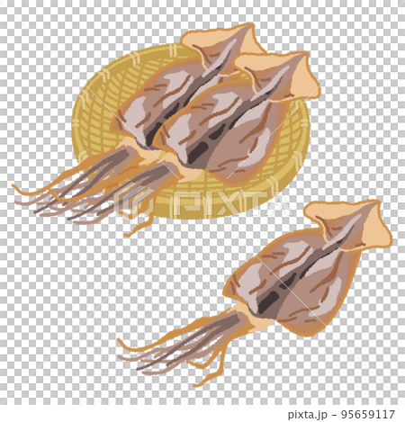スルメのイラスト スルメのイラスト 95659117