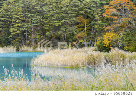 秋の五色沼自然探勝路　弁天沼　福島県北塩原村 95659625