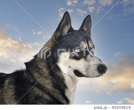 siberian husky in studio siberian husky in studio 95659629