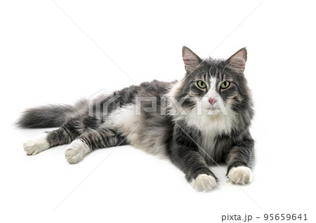 Norwegian Forest cat Norwegian Forest cat 95659641