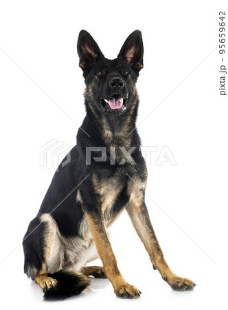 young german shepherd 95659642