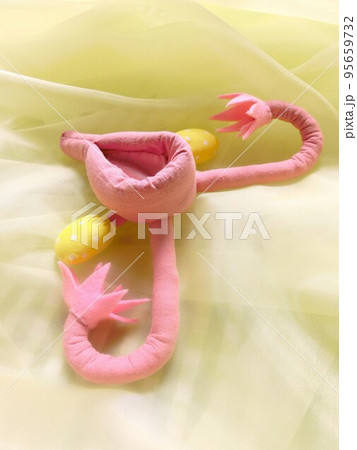 親しみやすいピンクの実物大の子宮模型 95659732