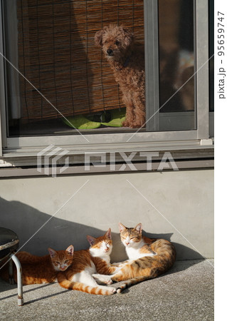 仲良く並んで寝ている猫たち 仲良く並んで寝ている猫たち 95659747