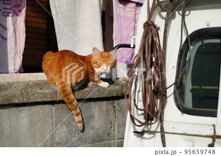 仲良く並んで寝ている猫たち 95659748