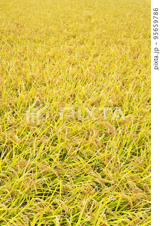 黄金色に実った水田の稲穂（秋、十月） 95659786