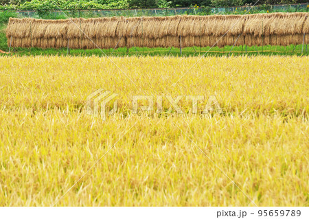黄金色に実った水田の稲穂（秋、十月） 95659789
