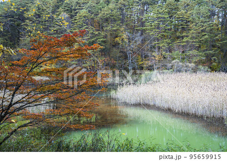 秋の五色沼自然探勝路　深泥沼　福島県北塩原村 95659915