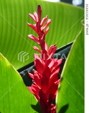 熱帯の赤い花　熱帯植物(7月)レッドジンジャー05V3.4 95659950