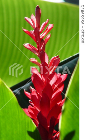 熱帯の赤い花　熱帯植物(7月)レッドジンジャー05V9.16 95659951