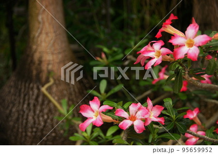 南国の赤い花　熱帯植物(8月)アデニウム07 95659952